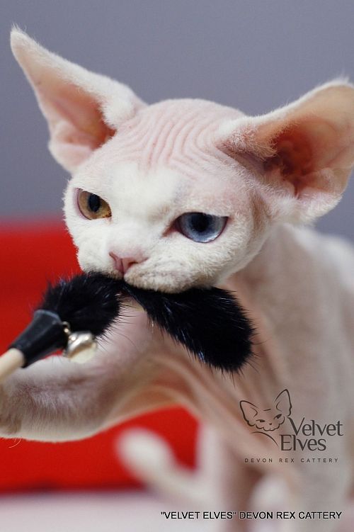Котенок девон-рекс U-Jean - питомник Velvet Elves