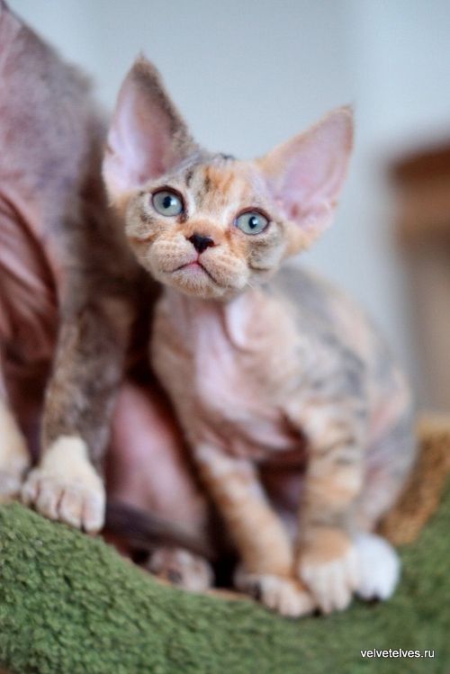 Котенок девон-рекс Ulla Mia - питомник Velvet Elves