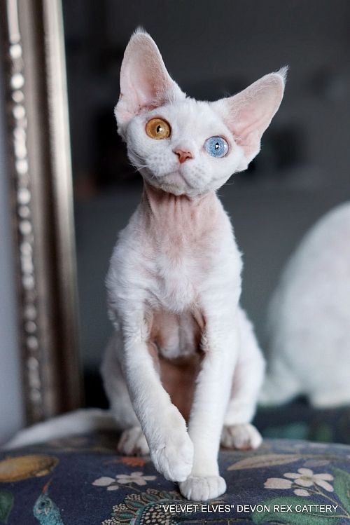 Котенок девон-рекс JoyKiss - питомник Velvet Elves