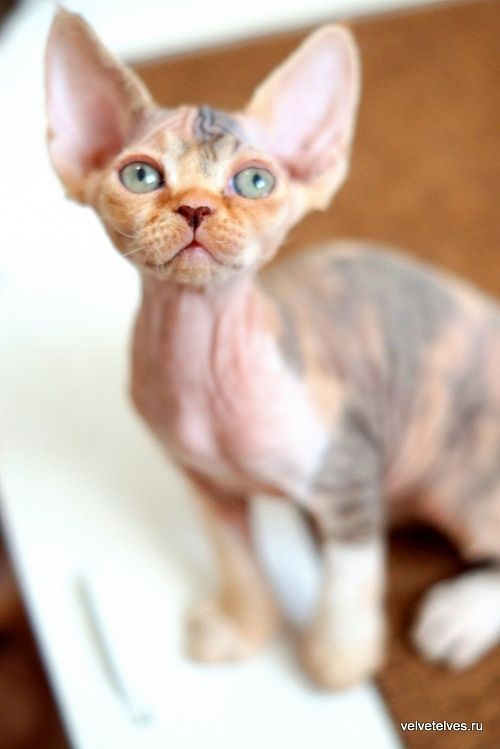 Котенок девон-рекс Una Stella - питомник Velvet Elves