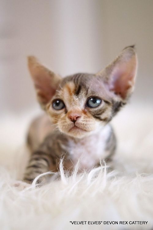 Котенок девон-рекс Thea - питомник Velvet Elves