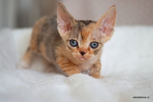 Котенок девон-рекс Ulla Mia - питомник Velvet Elves
