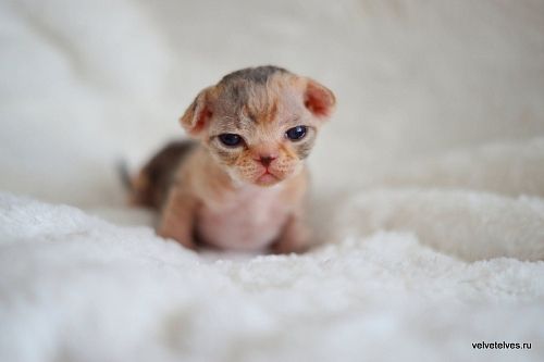 Котенок девон-рекс Ulla Mia - питомник Velvet Elves