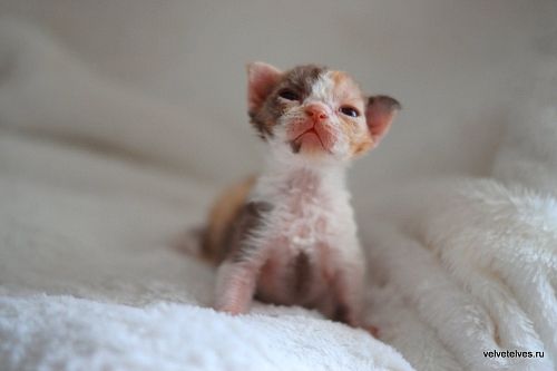 Котенок девон-рекс Una Mia - питомник Velvet Elves