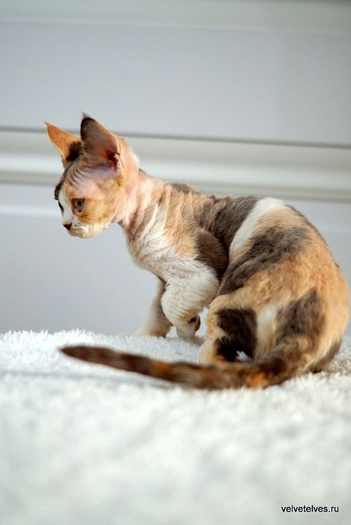 Котенок девон-рекс Una Mia - питомник Velvet Elves
