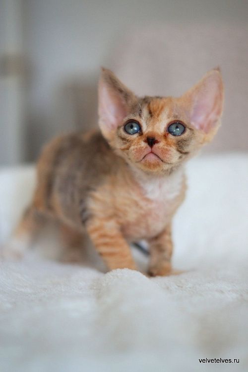 Котенок девон-рекс Ulla Mia - питомник Velvet Elves