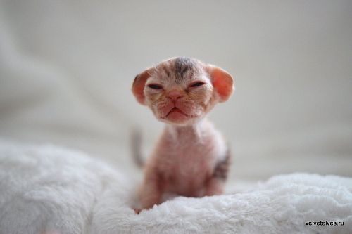 Котенок девон-рекс Una Stella - питомник Velvet Elves