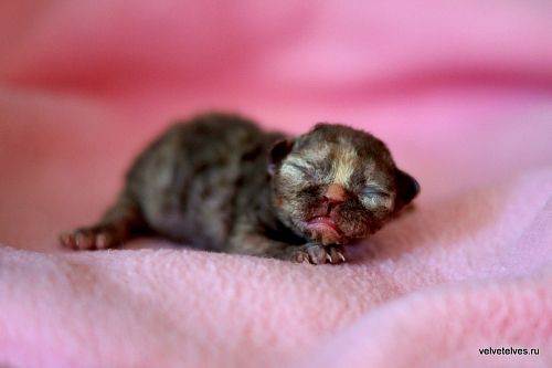 Котенок девон-рекс Unique Pearl - питомник Velvet Elves