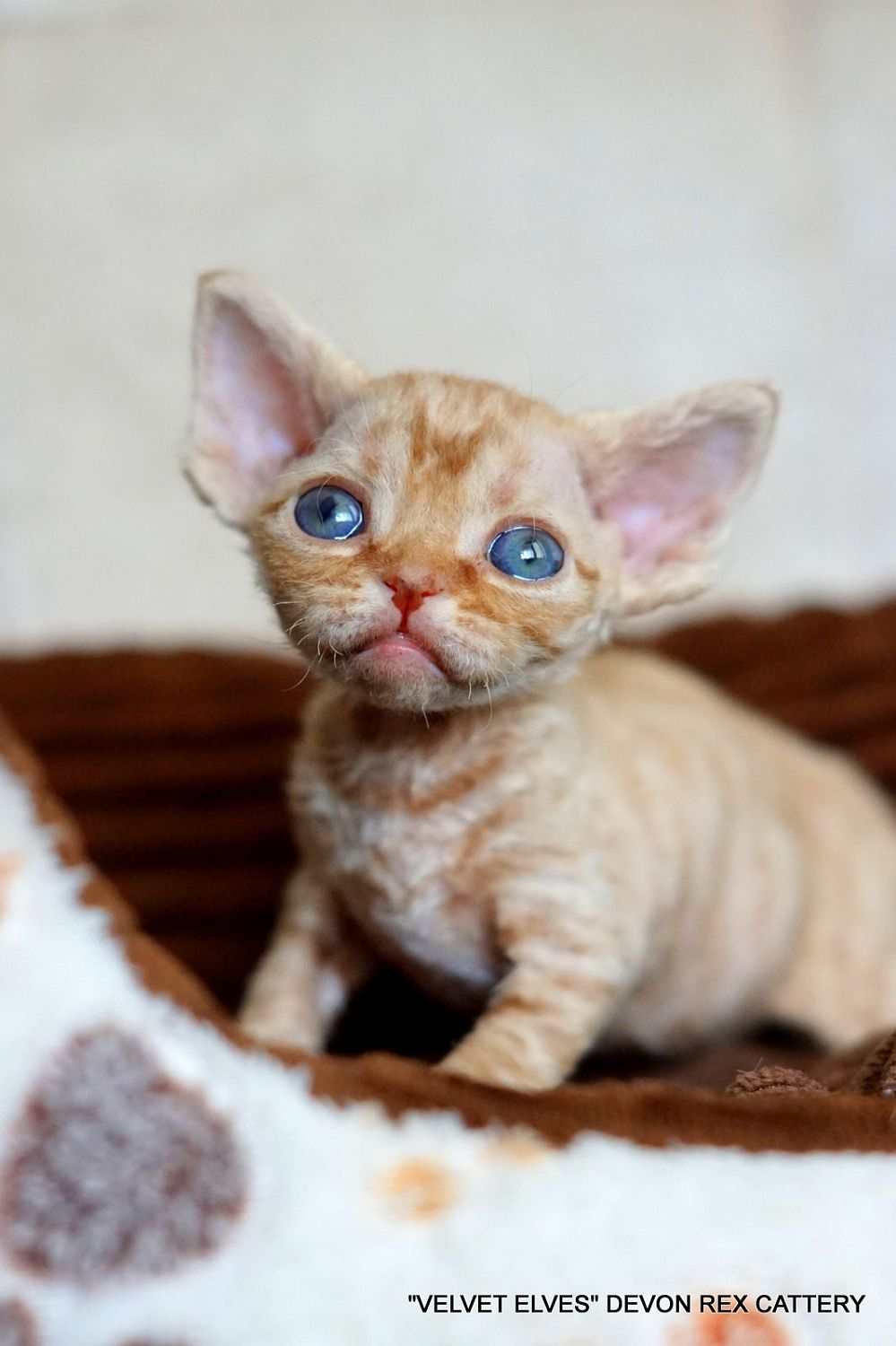 Котенок девон рекс Tywin