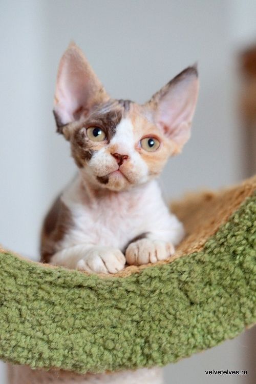 Котенок девон-рекс Una Mia - питомник Velvet Elves