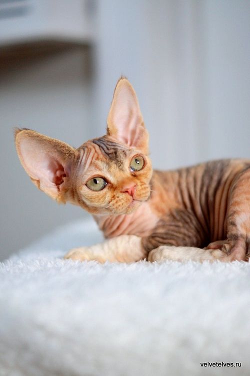 Котенок девон-рекс Una Stella - питомник Velvet Elves