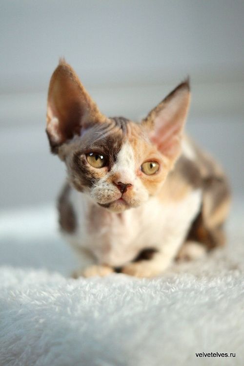 Котенок девон-рекс Una Mia - питомник Velvet Elves