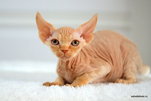 Котенок девон-рекс Umberto - питомник Velvet Elves