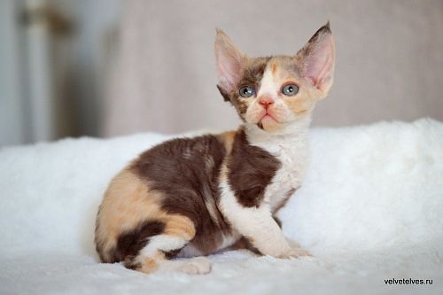 Котенок девон-рекс Una Mia - питомник Velvet Elves