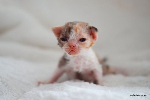 Котенок девон-рекс Una Mia - питомник Velvet Elves