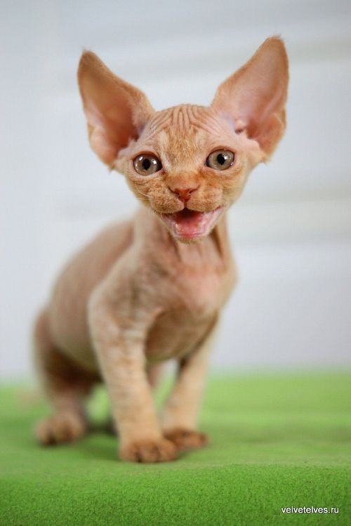 Котенок девон-рекс Umberto - питомник Velvet Elves