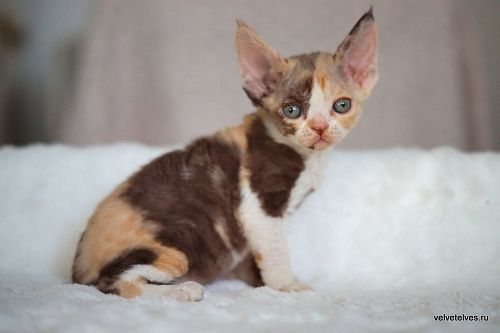 Котенок девон-рекс Una Mia - питомник Velvet Elves