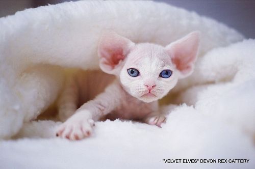Котенок девон-рекс U-Jean - питомник Velvet Elves