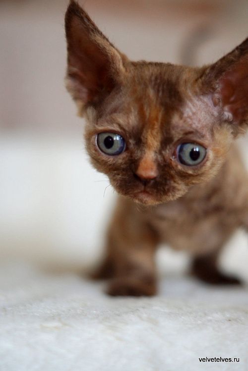 Котенок девон-рекс Unique Pearl - питомник Velvet Elves