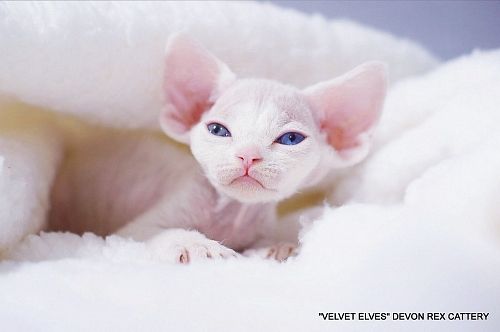 Котенок девон-рекс U-Jean - питомник Velvet Elves