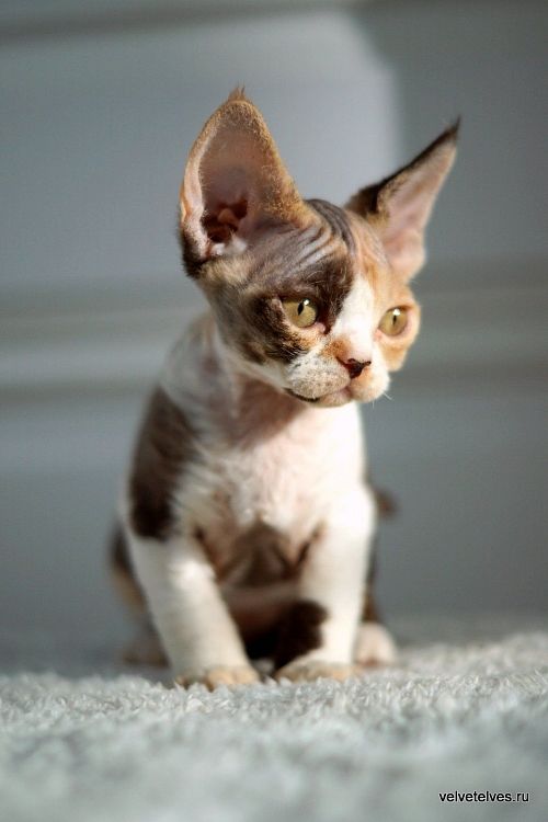 Котенок девон-рекс Una Mia - питомник Velvet Elves