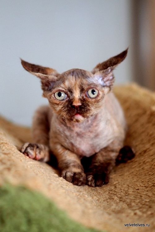 Котенок девон-рекс Unique Pearl - питомник Velvet Elves