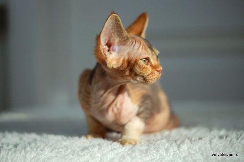 Котенок девон-рекс Una Stella - питомник Velvet Elves