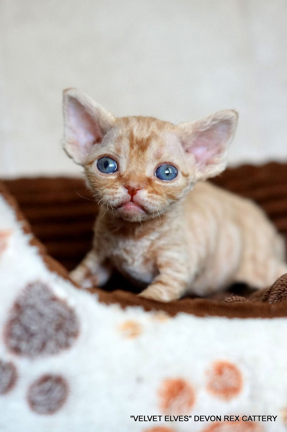Котенок девон рекс Tywin