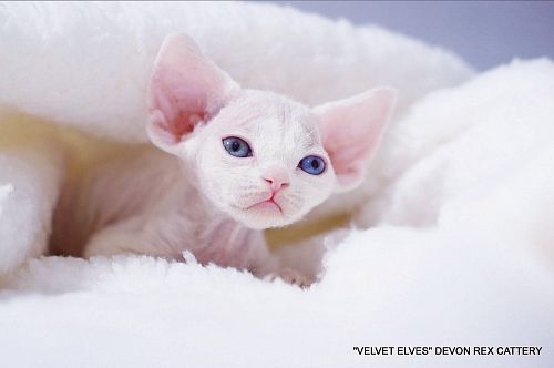 Котенок девон-рекс U-Jean - питомник Velvet Elves