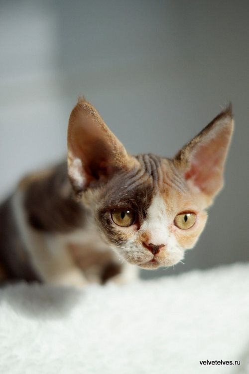 Котенок девон-рекс Una Mia - питомник Velvet Elves