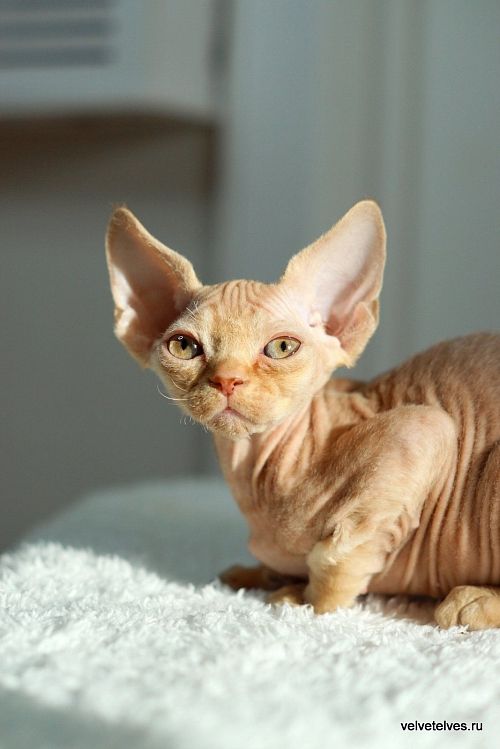 Котенок девон-рекс Umberto - питомник Velvet Elves