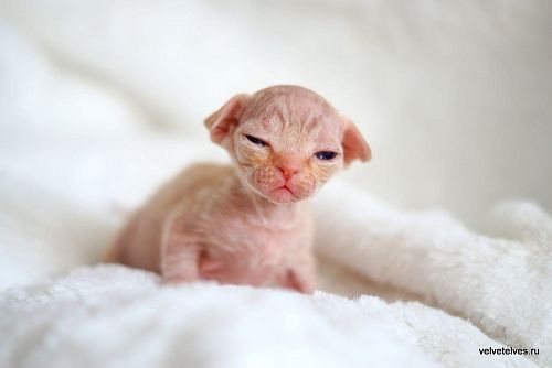 Котенок девон-рекс Umberto - питомник Velvet Elves