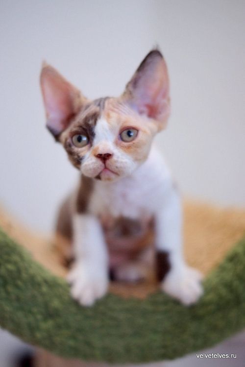 Котенок девон-рекс Una Mia - питомник Velvet Elves