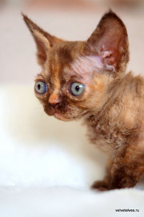 Котенок девон-рекс Unique Pearl - питомник Velvet Elves