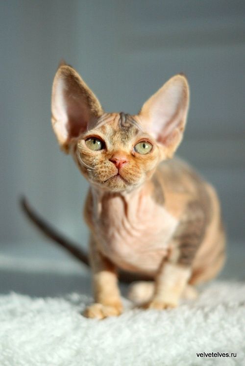 Котенок девон-рекс Una Stella - питомник Velvet Elves
