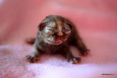 Котенок девон-рекс Unique Pearl - питомник Velvet Elves