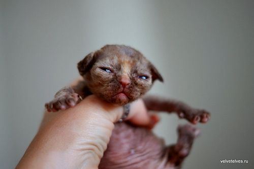 Котенок девон-рекс Unique Pearl - питомник Velvet Elves