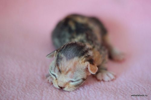 Котенок девон-рекс Ulla Mia - питомник Velvet Elves