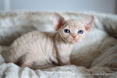 Котенок девон-рекс Wasabi - питомник Velvet Elves