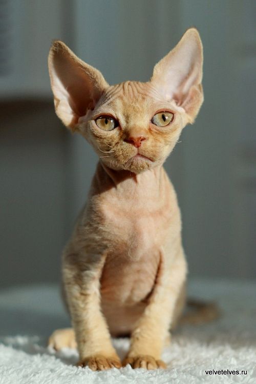Котенок девон-рекс Umberto - питомник Velvet Elves