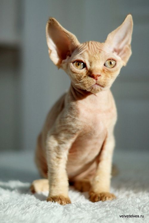 Котенок девон-рекс Umberto - питомник Velvet Elves