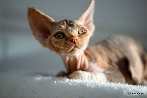 Котенок девон-рекс Una Stella - питомник Velvet Elves