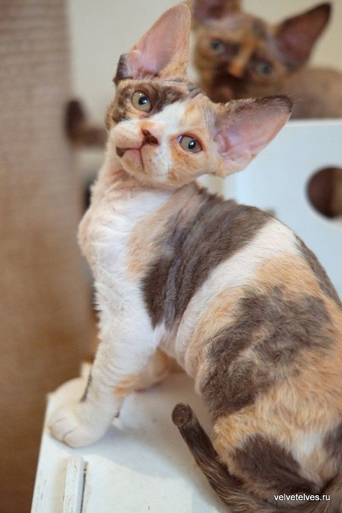 Котенок девон-рекс Una Mia - питомник Velvet Elves