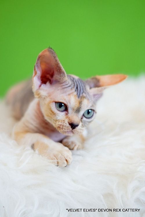 Котенок девон-рекс Ximi Joy - питомник Velvet Elves