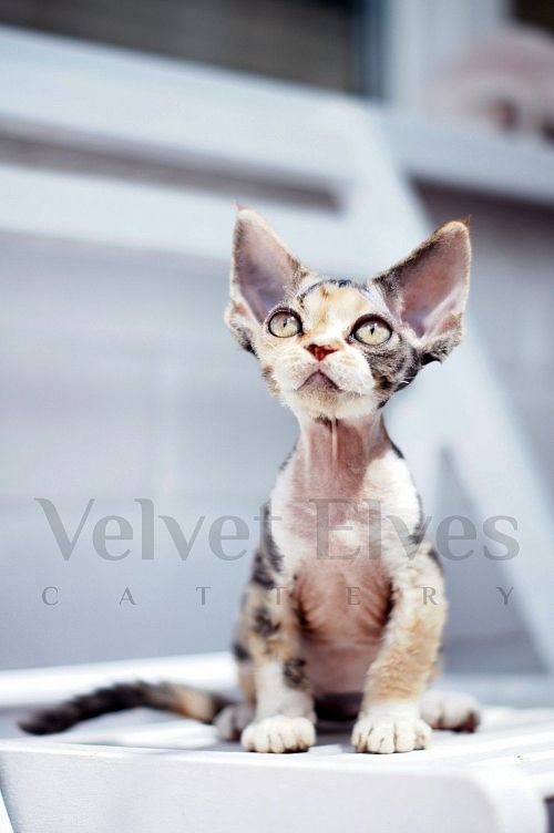 Котенок девон-рекс Джэнис (Janis) - питомник Velvet Elves