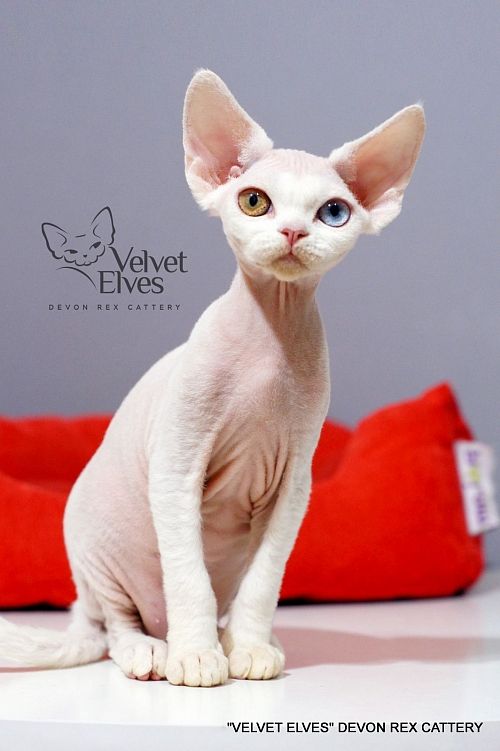 Котенок девон-рекс U-Jean - питомник Velvet Elves