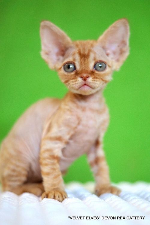 Котенок девон-рекс Tywin - питомник Velvet Elves