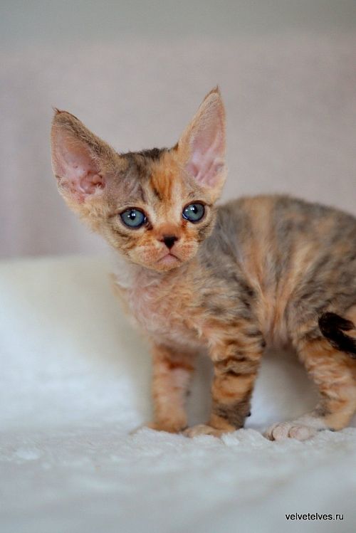 Котенок девон-рекс Ulla Mia - питомник Velvet Elves