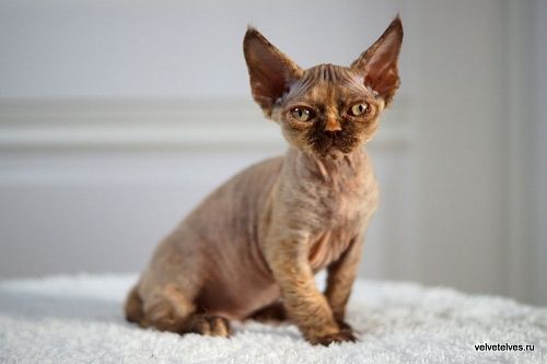 Котенок девон-рекс Unique Pearl - питомник Velvet Elves