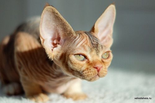 Котенок девон-рекс Una Stella - питомник Velvet Elves